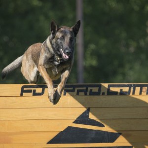 Разборной барьер «Champion» для дрессировок собак - TE200